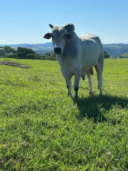 Fazenda de pecuária 