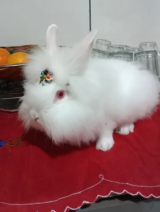 Mini Coelho Lion Read branco 