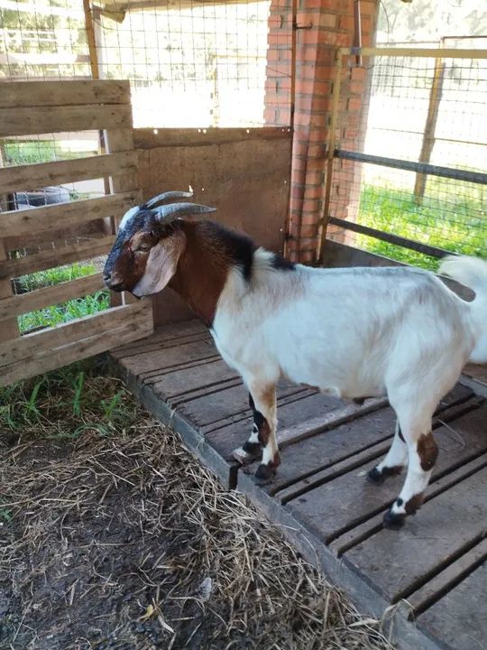Cabras e Bodes - filhotes e adultos  - Foto 5