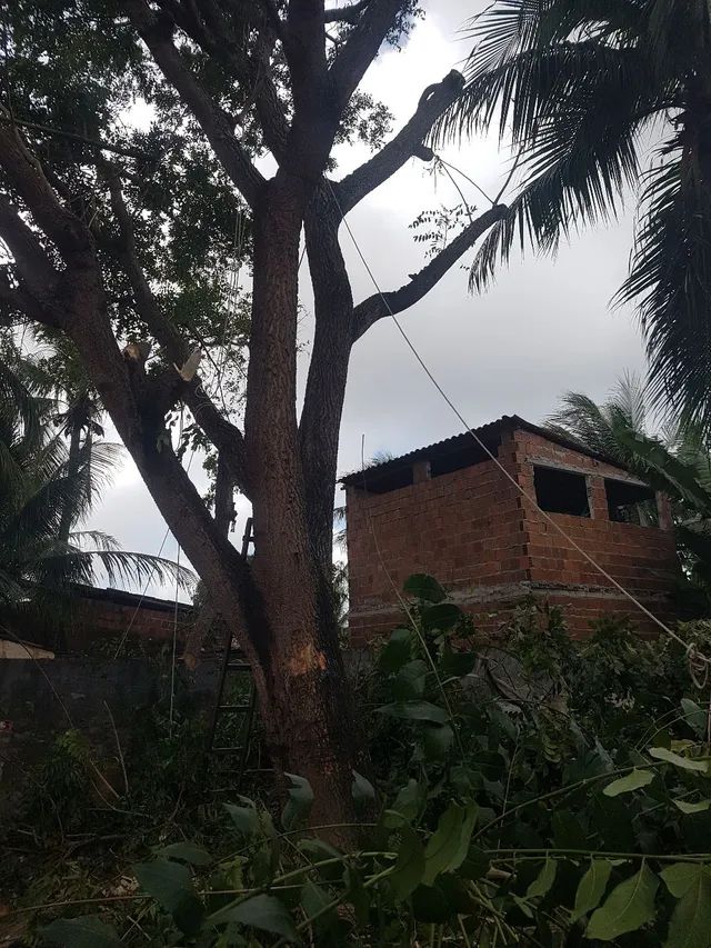Poda de árvores,  limpeza de coqueiros e remoção do material * - Foto 3