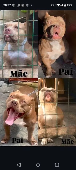 American Bully  pocket Olhos Azuis ACEITO TROCA - Foto 3