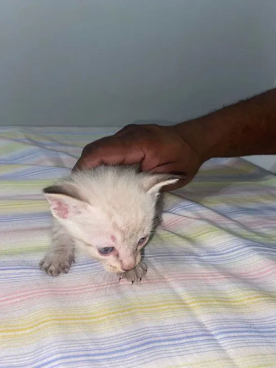 Doação de Gatos - Foto 3