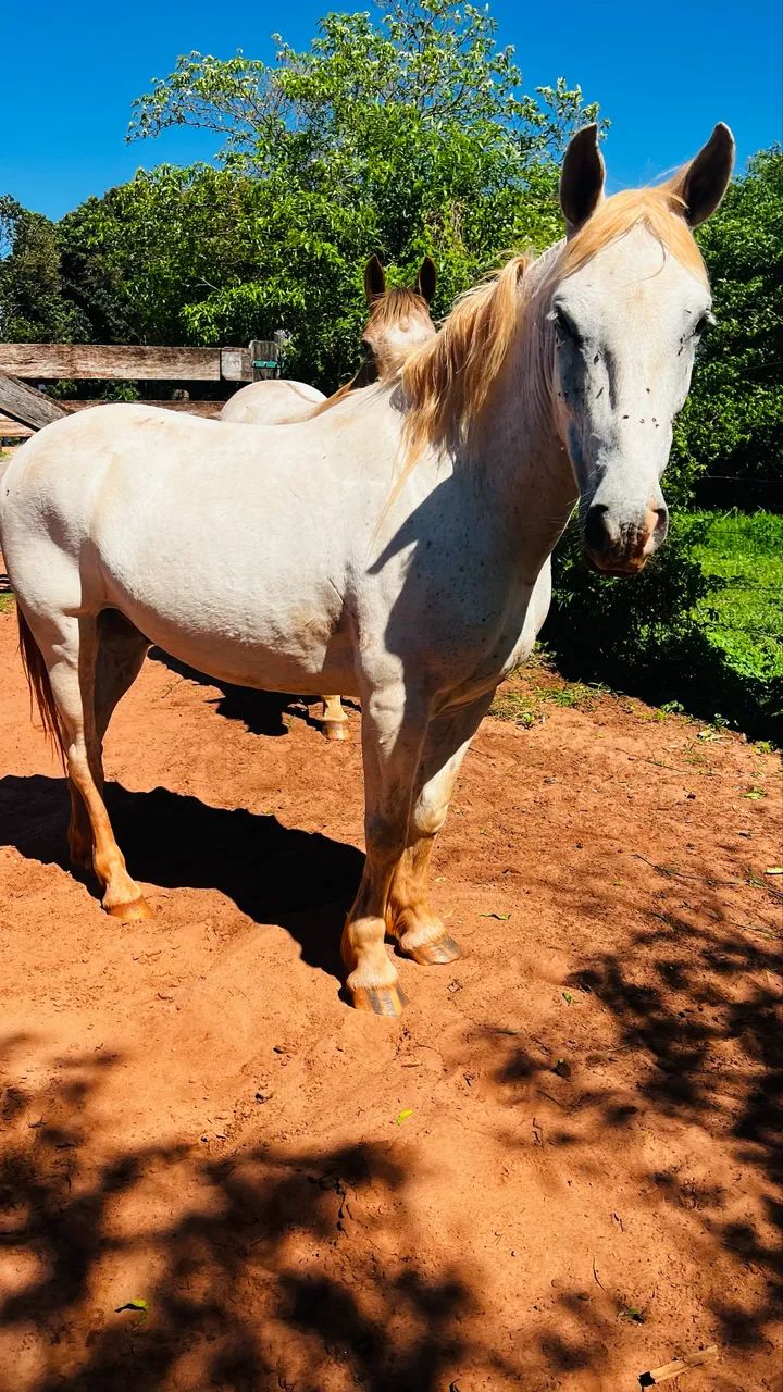 Cavalo Petiço marchador manso - Foto 2