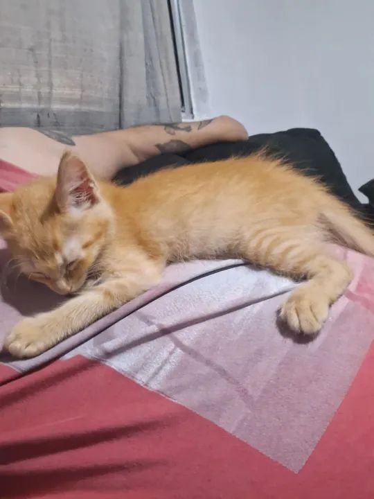 Gato filhote adoção - Foto 4