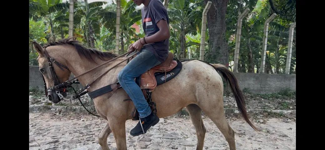 Égua quarto de milha  - Foto 3