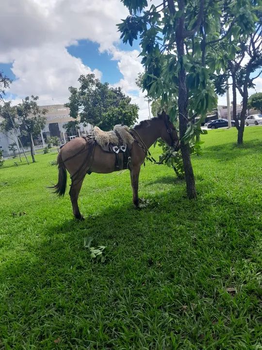 Burro mais a traia a venda 