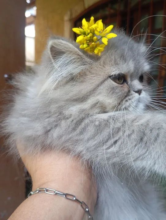 Gatinha persa legitima  - Foto 2