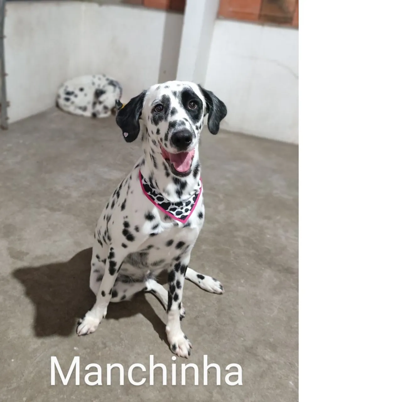 Para adoção responsável