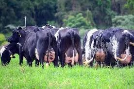 Novilhas e Vaca girolando 1/2 sangue e 3/4  - Foto 2