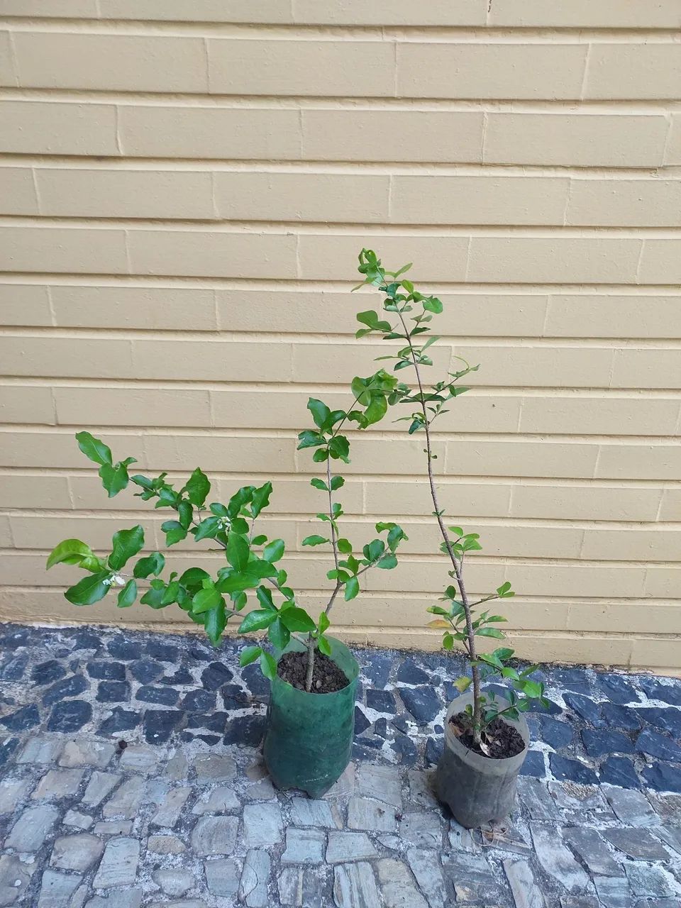 Mudas de Acerola lindas 