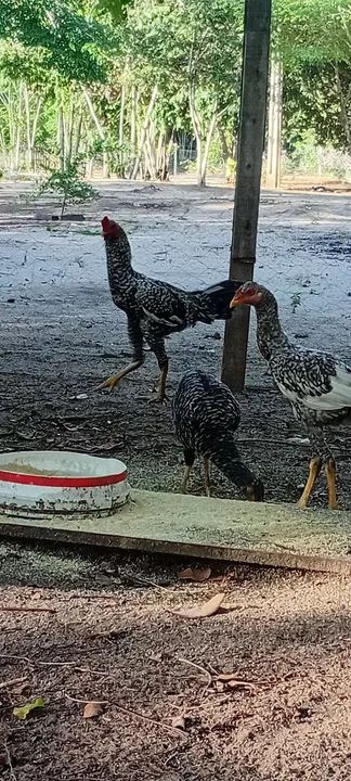 Frangos caipiras - Foto 4