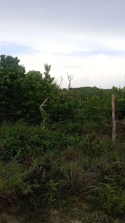 Terreno com área verde na natureza