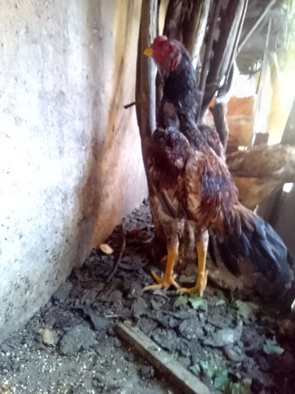 Galo de Raça para Criação