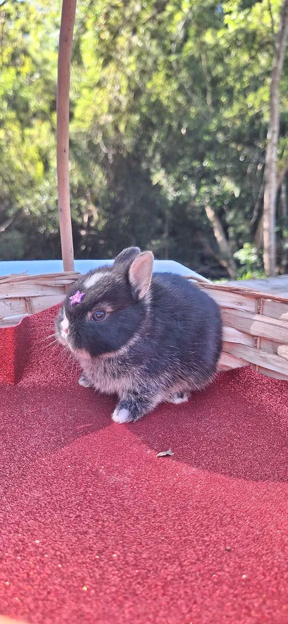 Mini Netherland Dwarf Rabbit64650777870467120