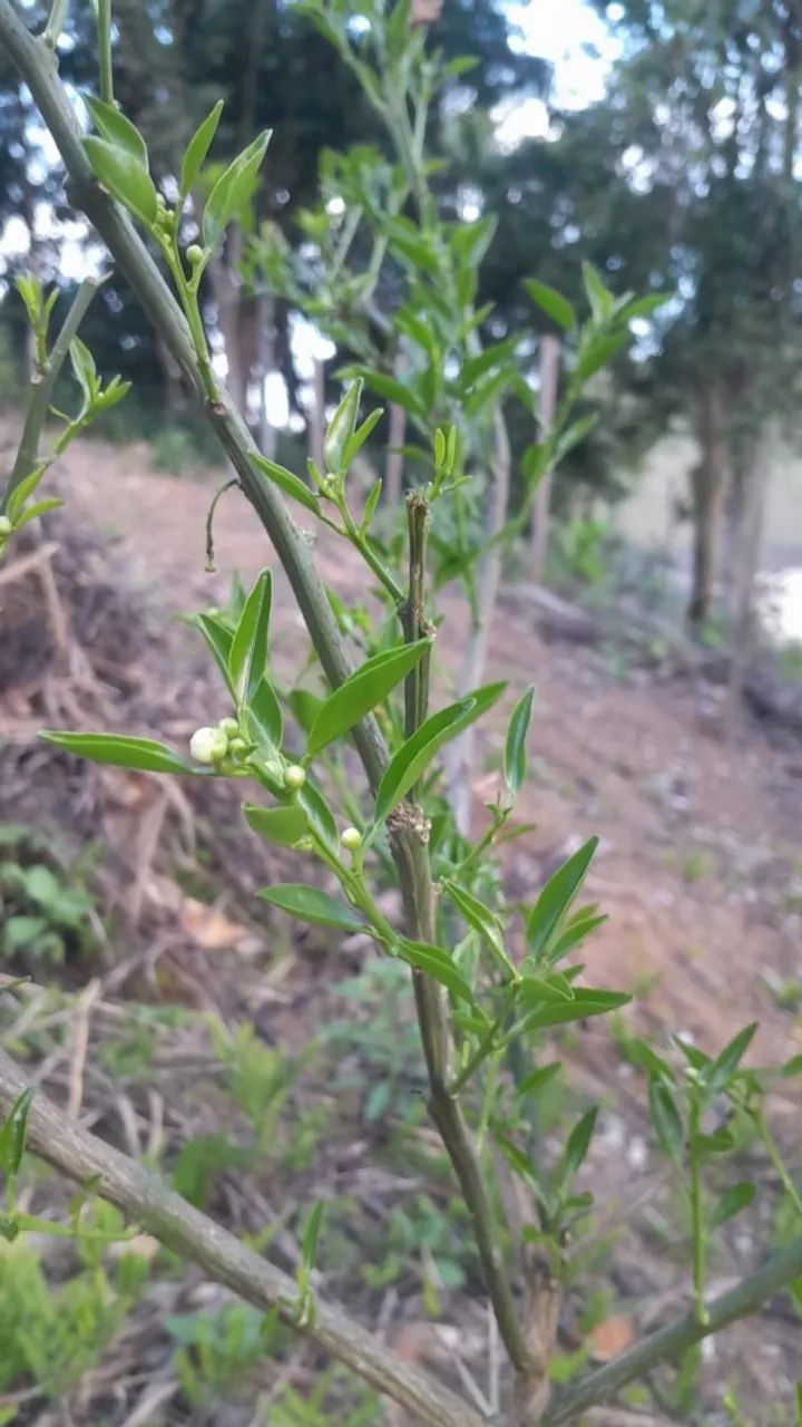 Terrenos  - Foto 2