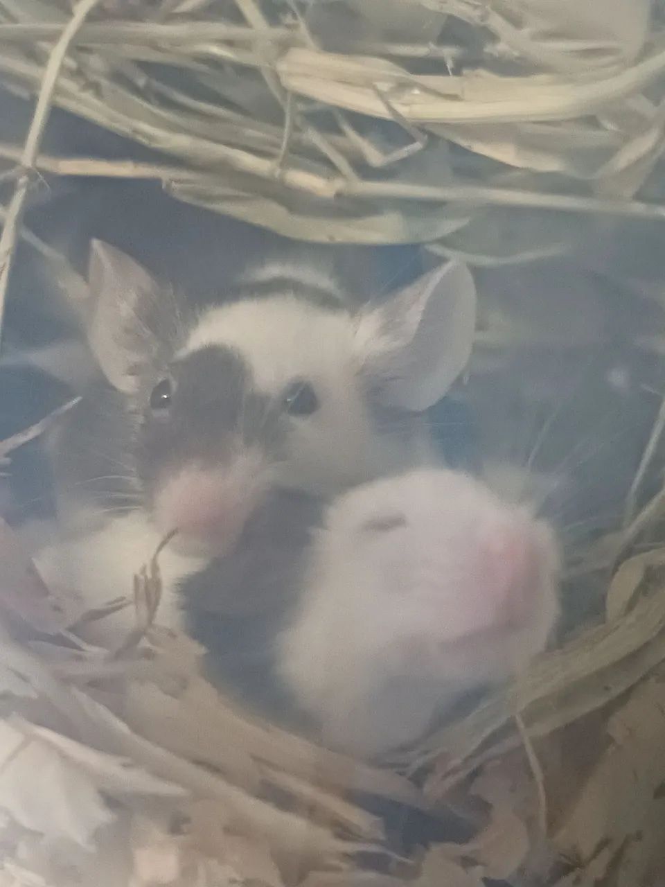 Hamster camundongo pet64304356336003124