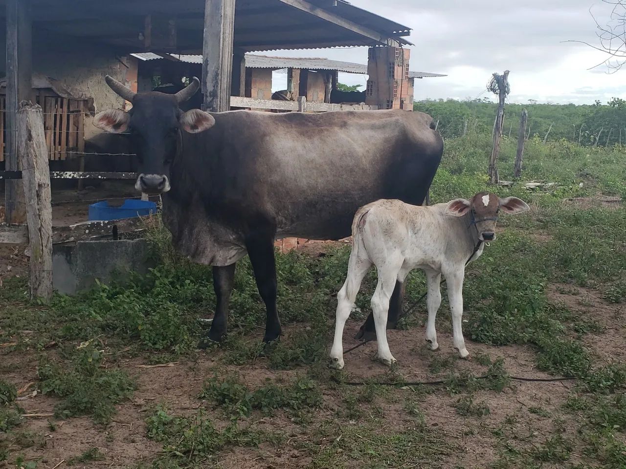 Vaca e bezerra para venda