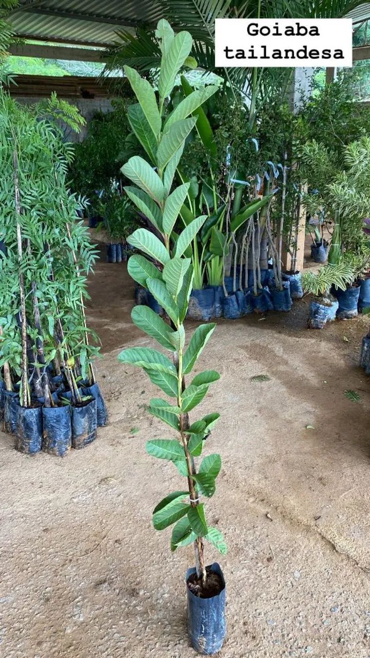 FRUTÍFERAS DIVERSAS  - Foto 4