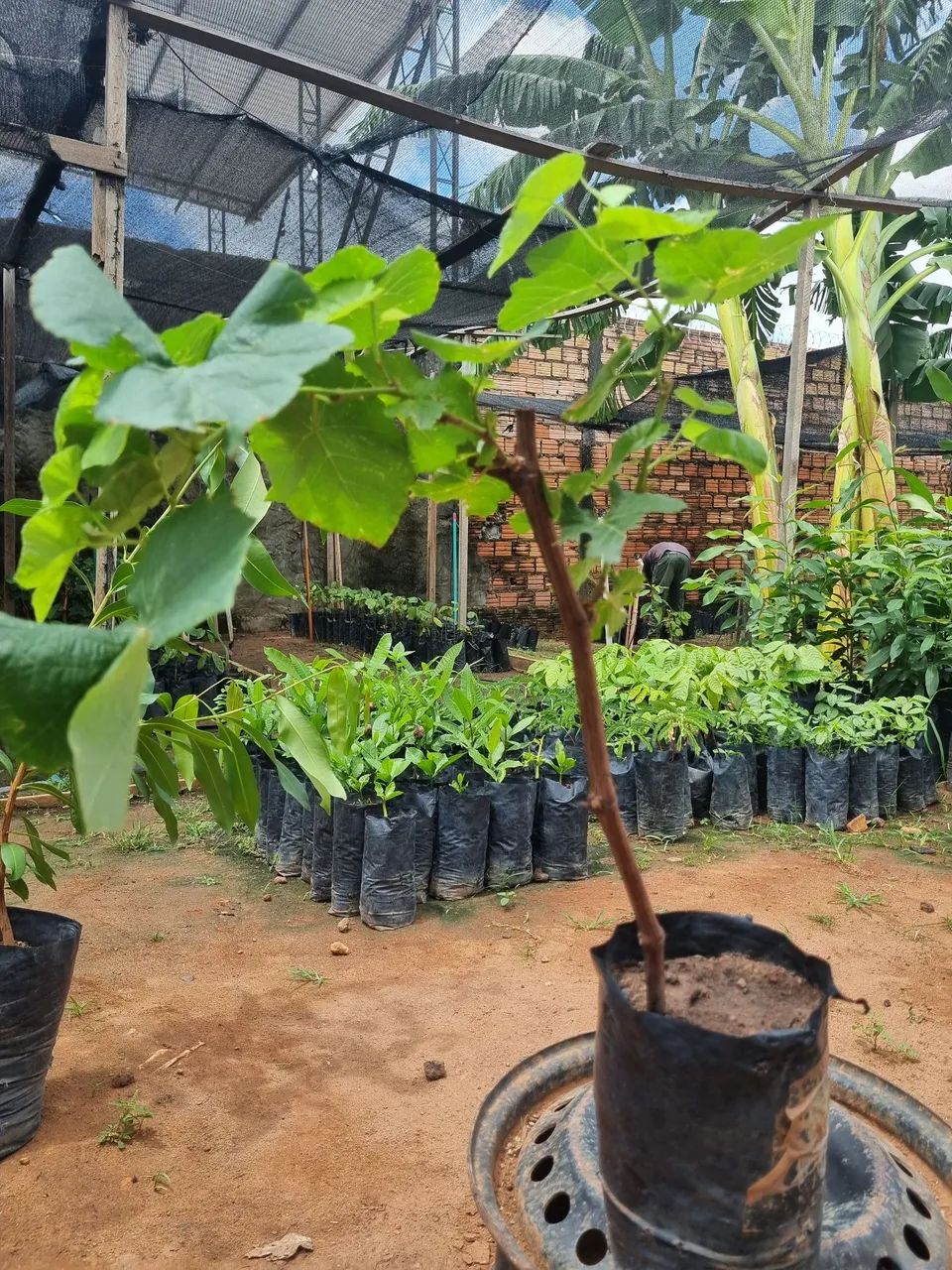 Mudas frutíferas diversas e chuva a vontade. Planta que colhe.A partir de 13 reias - Foto 3
