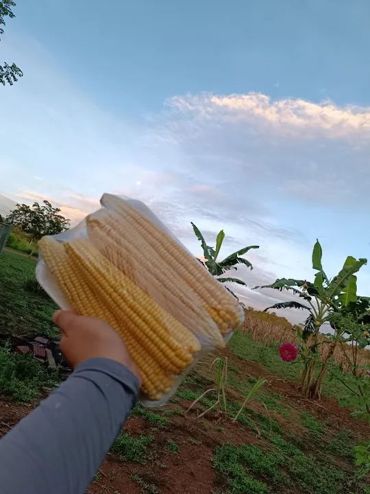 Milho 1051  - Foto 5