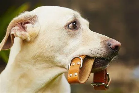 Levar seus cães para passear