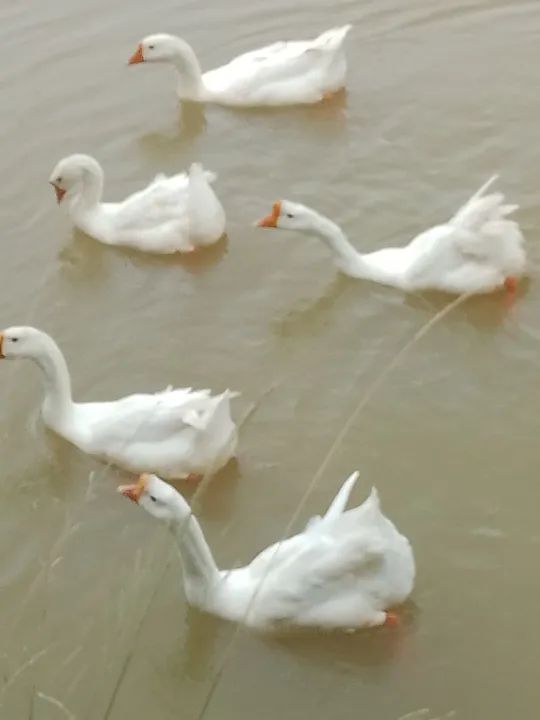 Ganso sinaleiro chinês  - Foto 3