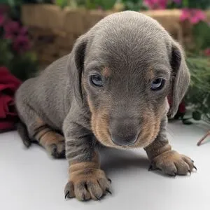 Filhote de Dachshund - Uma fofura em miniatura!