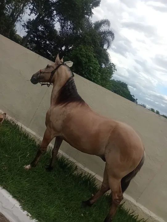 Cavalo Marchador .