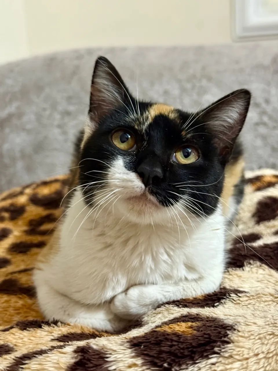 Gato fêmea jovem/filhote