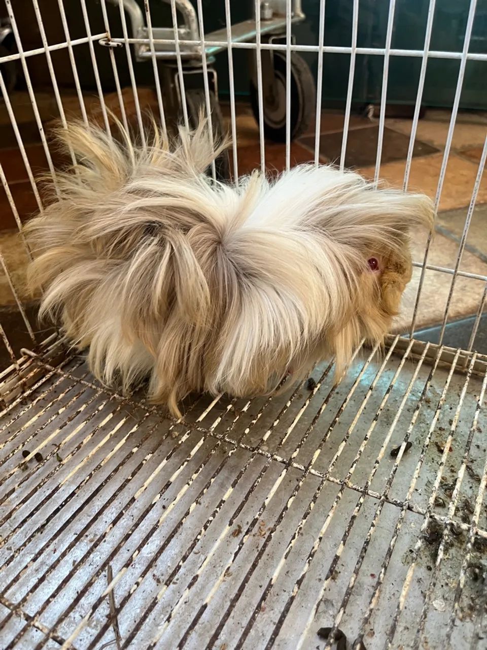 Porquinho peruano  - Foto 2