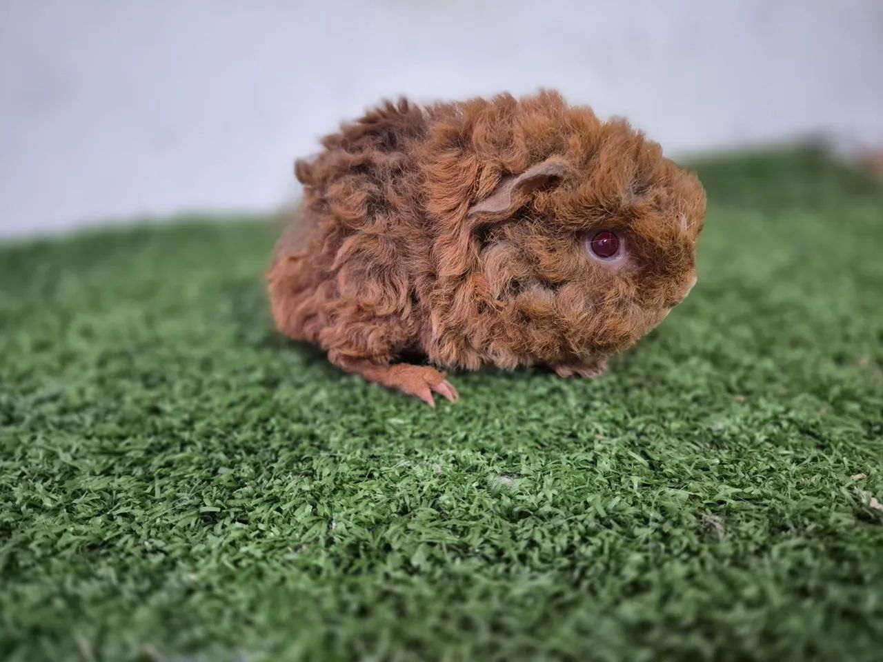 Porquinho da Índia Alpaca - Foto 2