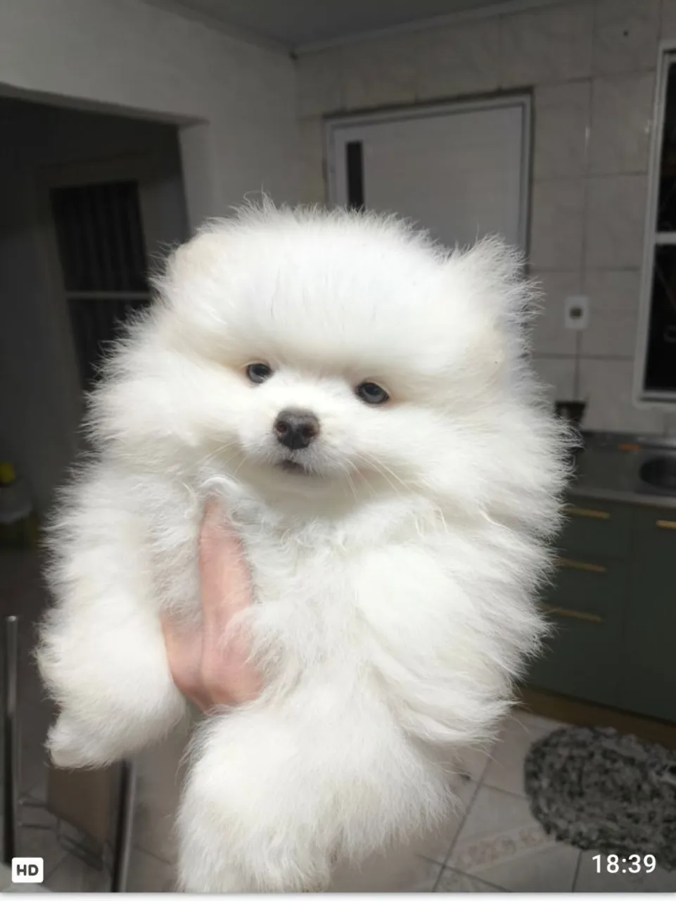 Filhote de Spitz Alemão urcihno machihno