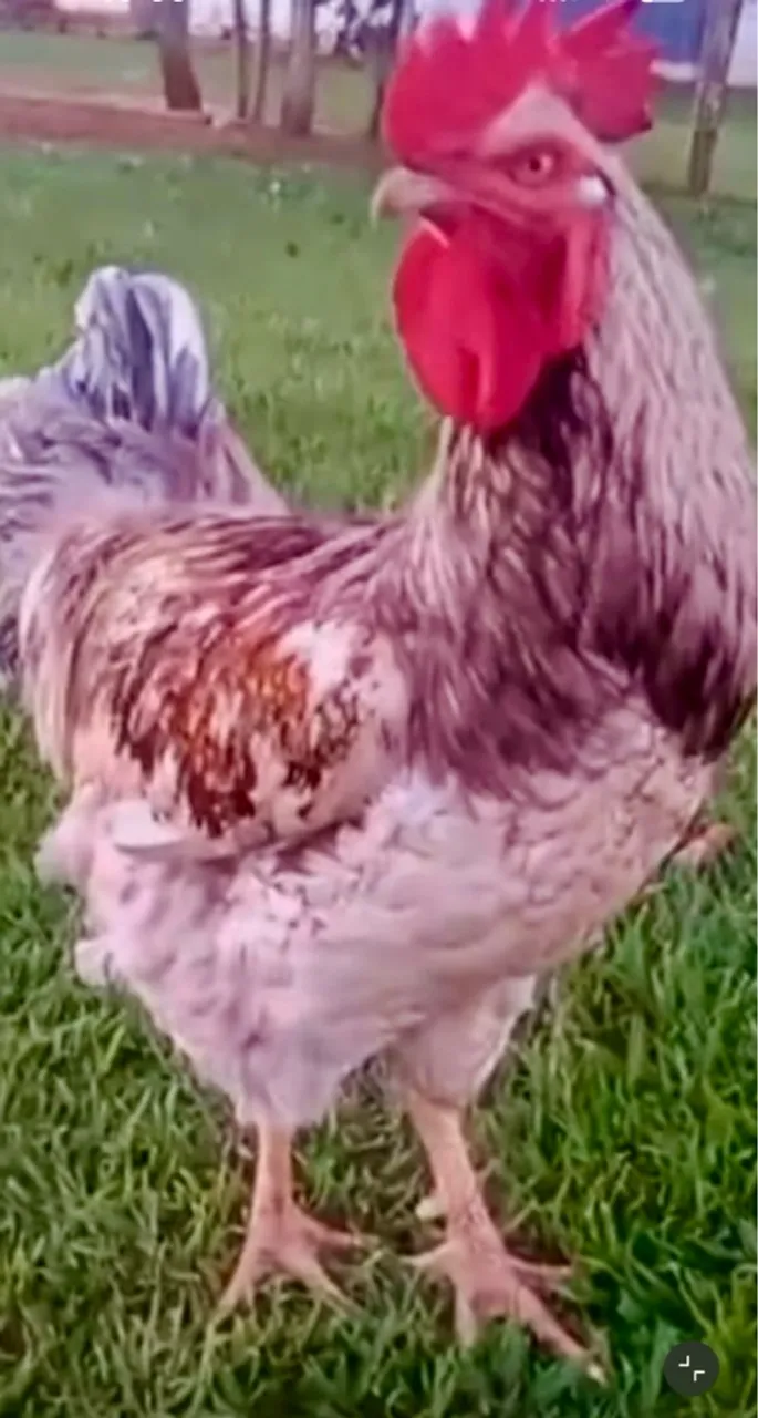 Galinha Balão Tradicional - GSB