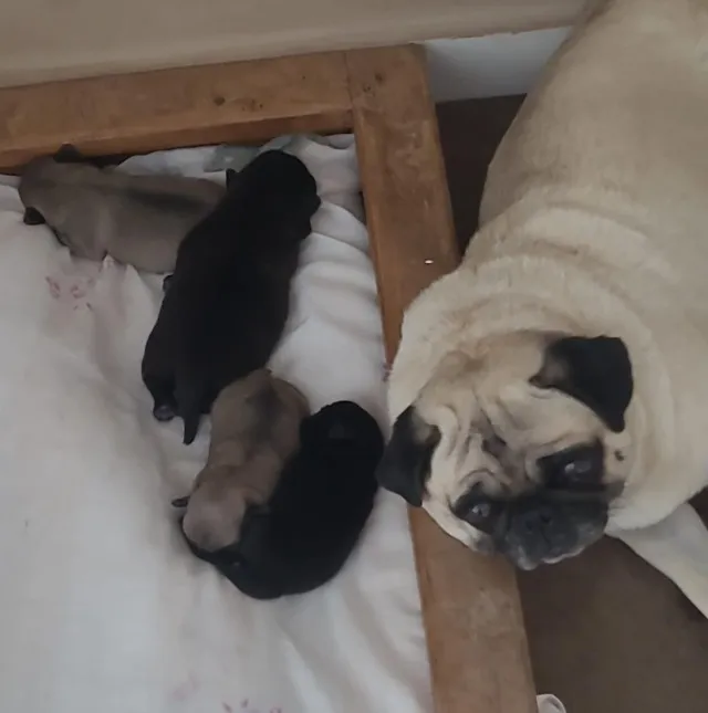 FILHOTES DE PUG