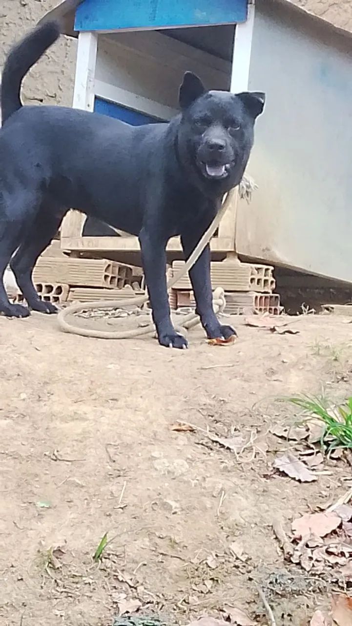 Cão de guarda Chow Chow para adoção 