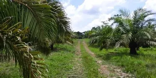 Imóvel para venda com 1700000 metros quadrados em Centro - Concórdia do Pará - PA