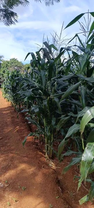 Milho 1051  - Foto 3