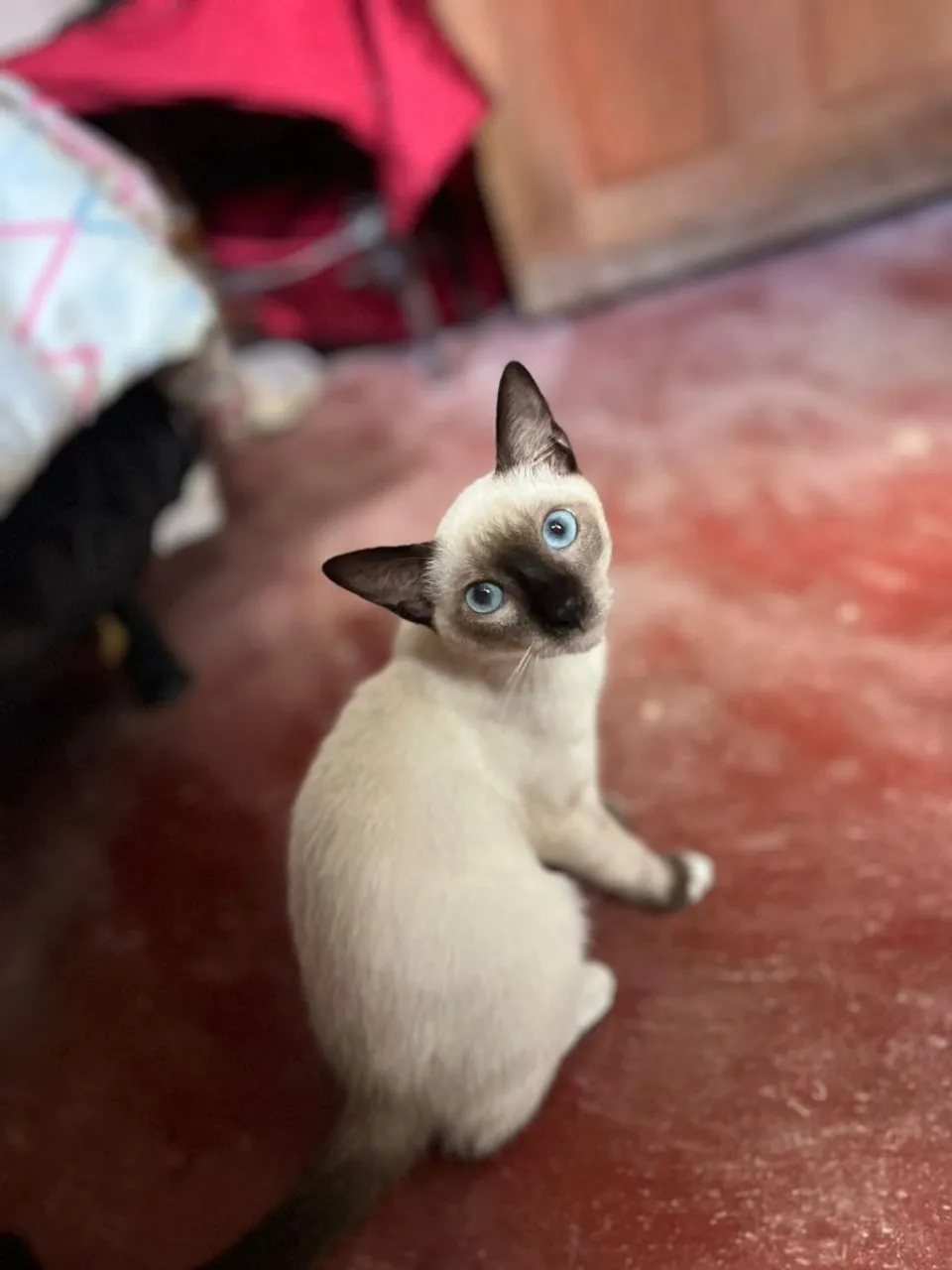 DOAÇÃO: GATINHO MACHO