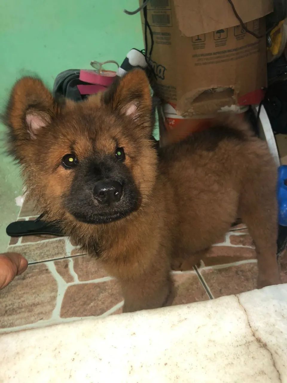 Filhote de Chow chow  - Foto 2