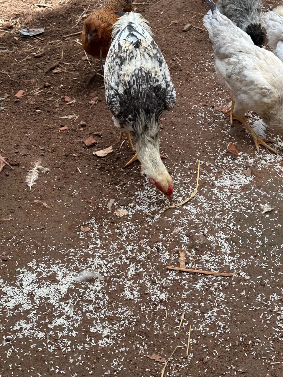 Galinha de raça pura