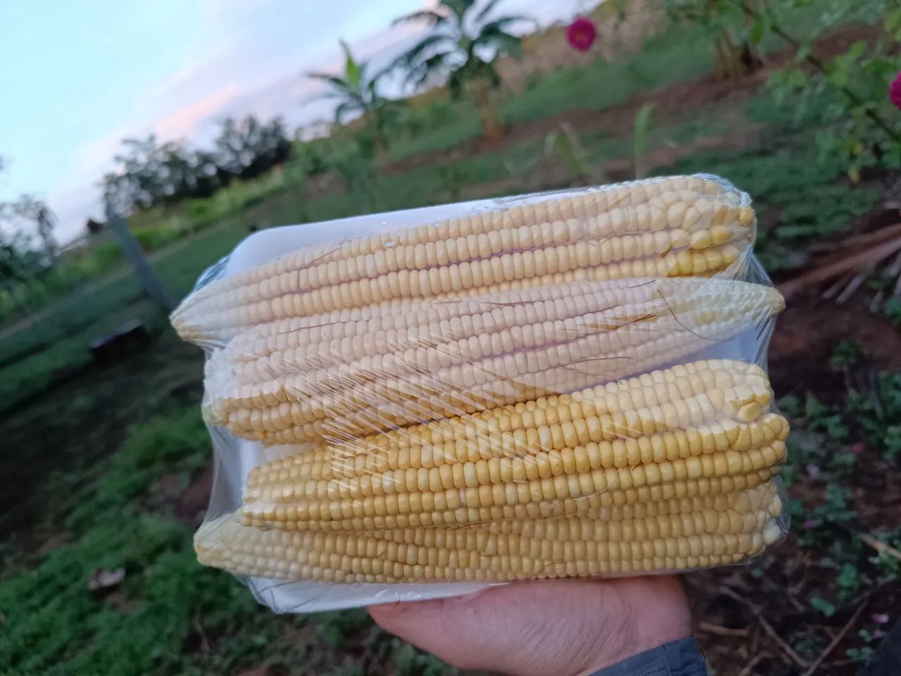 Milho 1051  - Foto 4
