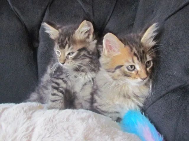 Filhotes de Maine Coon disponíveis - Qualidade, saúde e beleza garantidas! - Foto 2