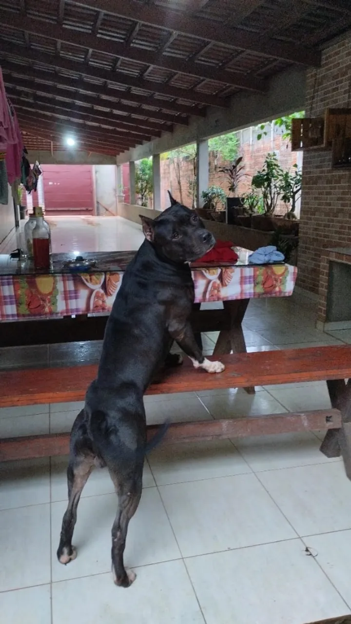 Pitbull cruza