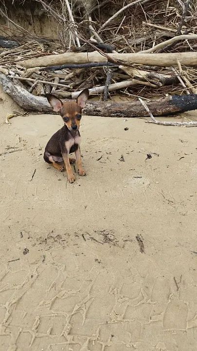 Troco por gato fêmea persa 