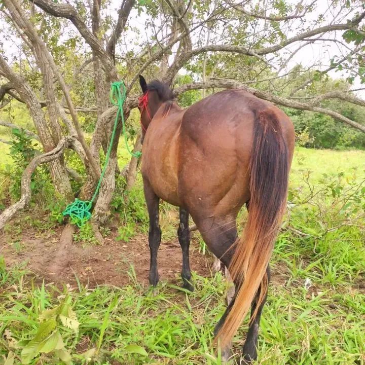 Potro quarto de milha puro