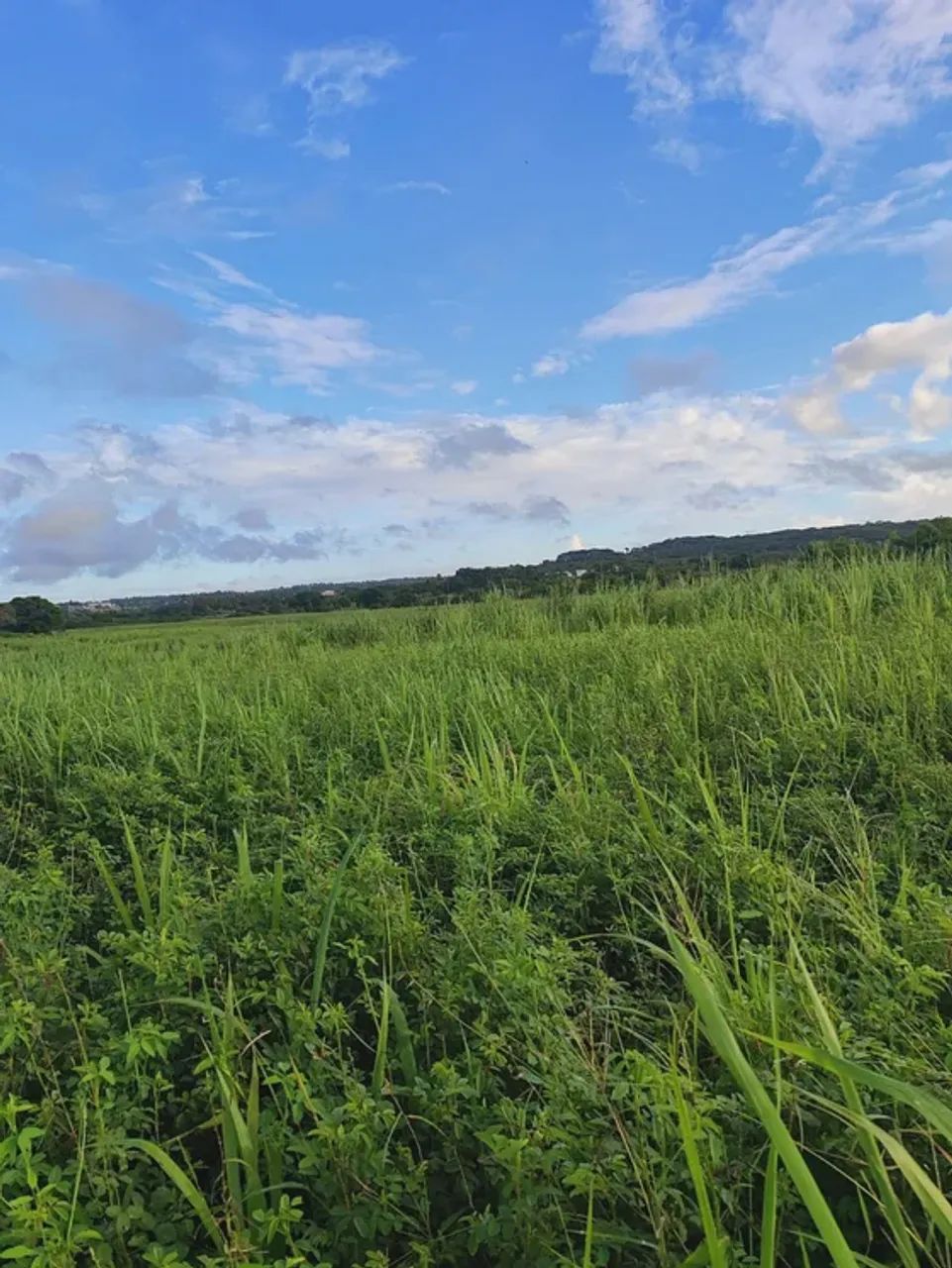 Fazenda com 55 hectares em São José de mipibu frente para BR101 - Foto 2