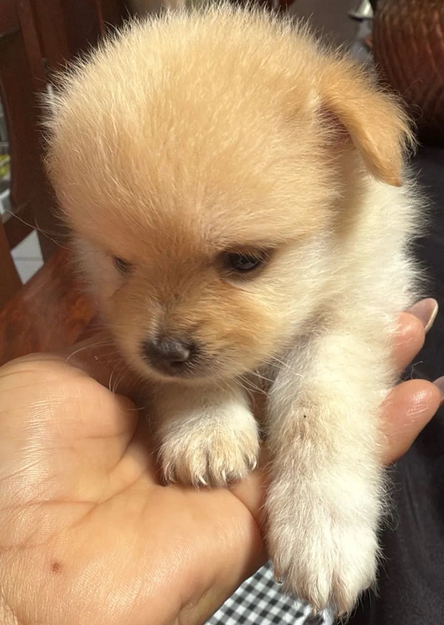 Filhote de cachorro da raça Lulu da Pomerânia - Foto 2