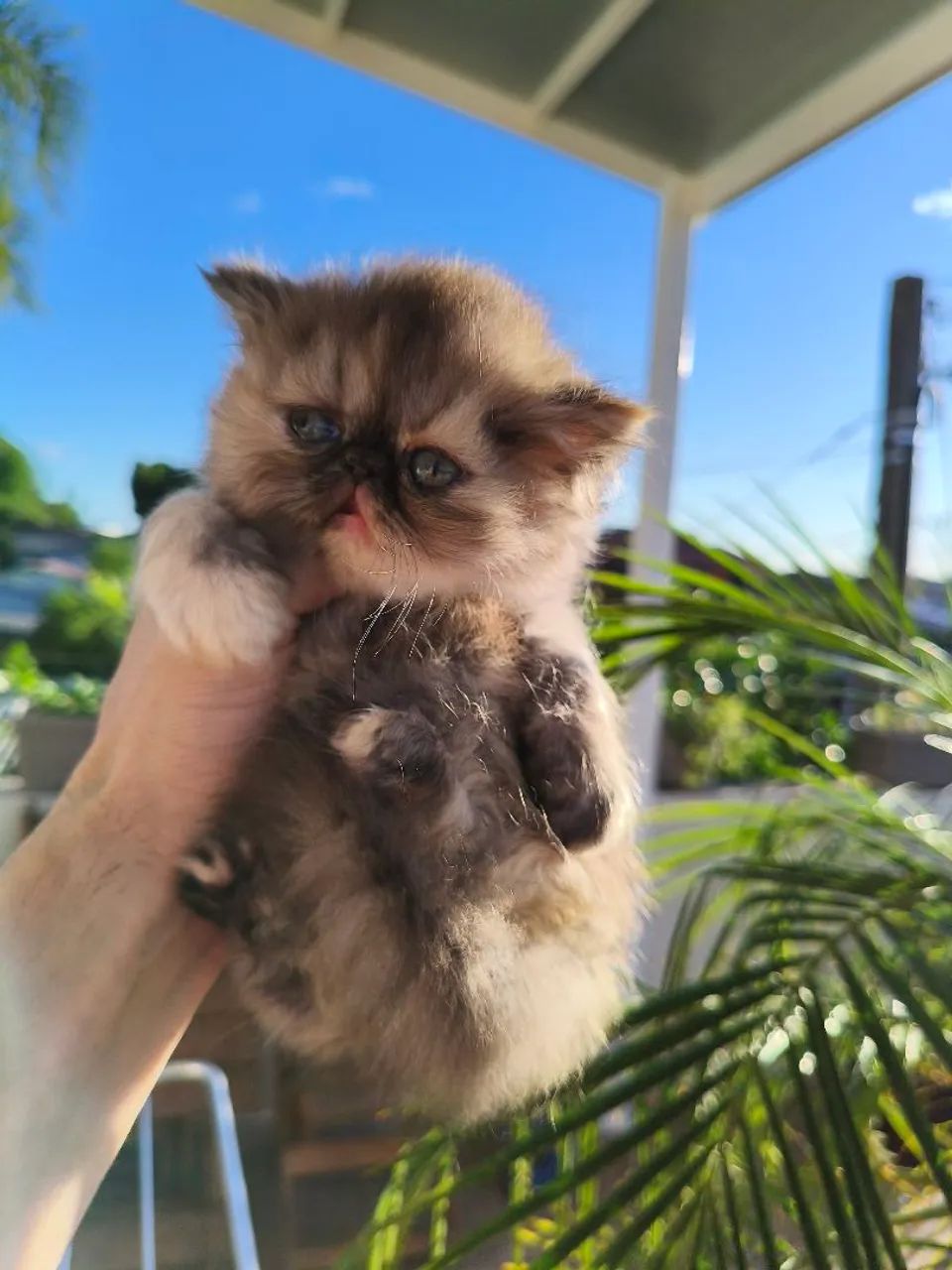 PERSA TopShow - Filhote FÊMEA - Foto 2