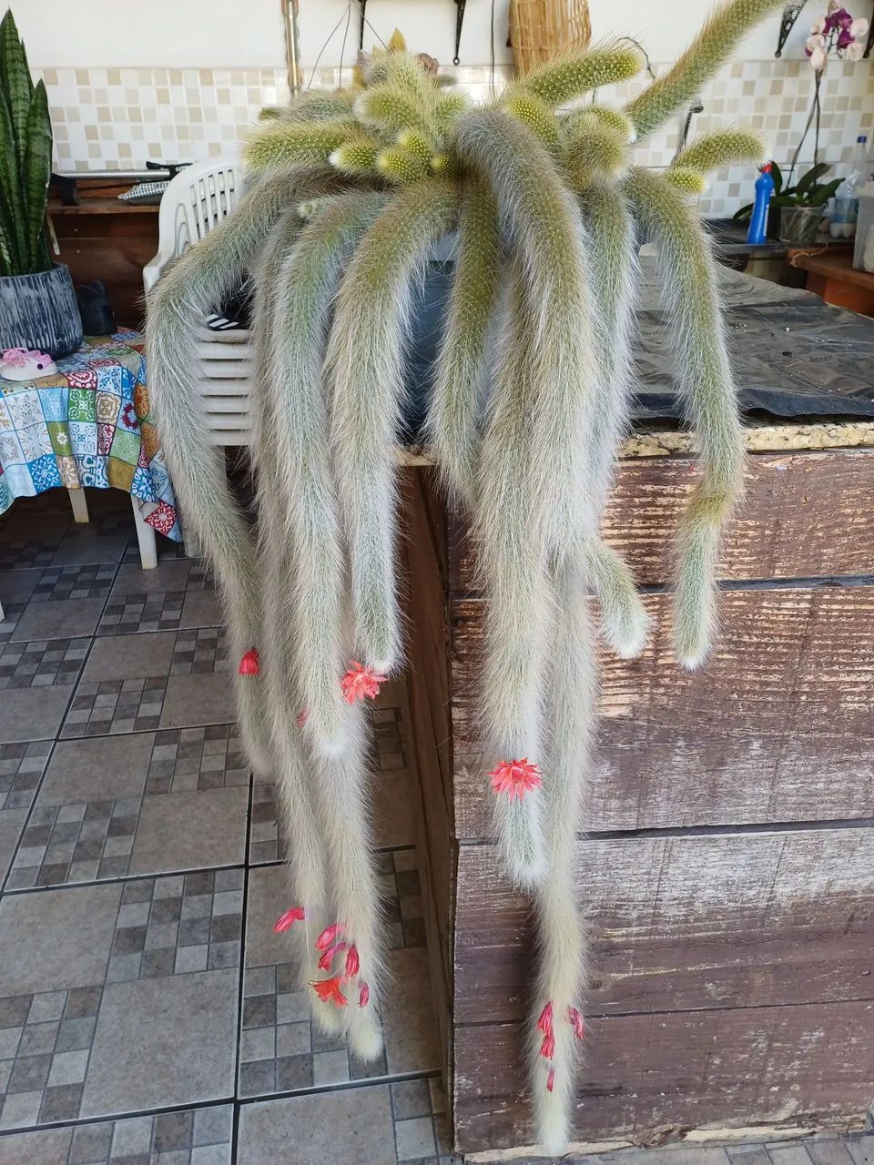 CACTOS RABO DE MACACO BEM FORMADO  - Foto 2