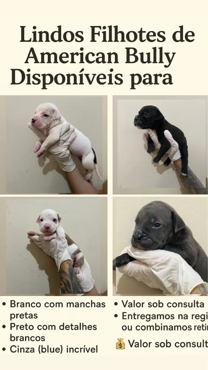Lindos Filhotes de American Bully Disponíveis!